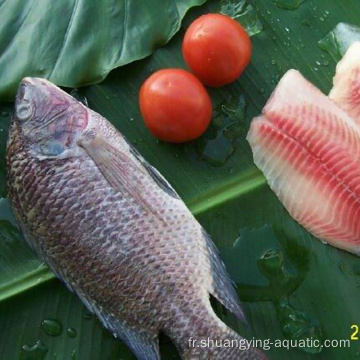 Meilleur poisson glacé entier rond tilapia prix bon marché